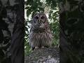 Barred Owl Sounds Compilation | Barred Owls Hooting on a branch