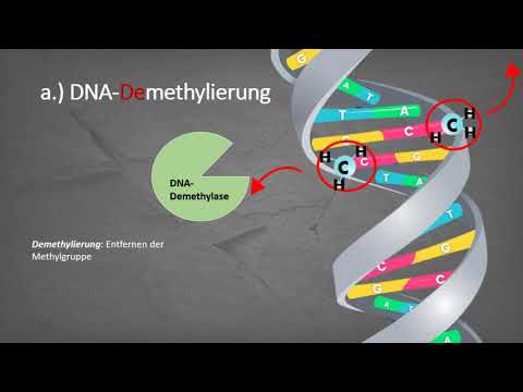 Epigenetik - Vererbung jenseits unserer Gene