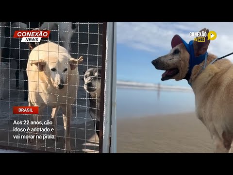 Vídeo: Aos 22 anos, cão idoso é adotado e vai morar na praia.