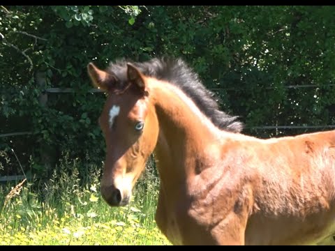 *2020 Hengst von Van Gogh - Ruiz Soler SOLD!!!