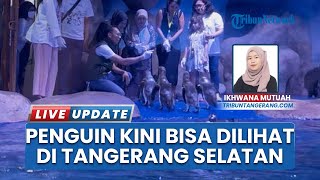 Unik! Penguin Humboldt Hadir di Tangerang Selatan, Jadi Objek Konservasi dan Edukasi Terbaru