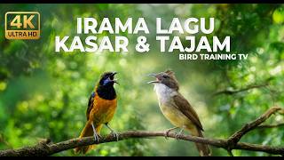 Download lagu 🔴Live Masteran Spesial Irama Lagu Speed Kasar Tajam Cucak Cungkok Gacor vs Cucak Jenggot Speed Rapat mp3