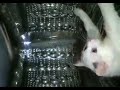 Cat Spinning In Washing Machine