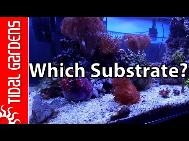 What is the Best Substrate for your Reef Tank?