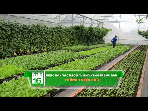 , title : 'Nông dân táo bạo xây nhà kính trồng rau thành triệu phú  | VTC16'