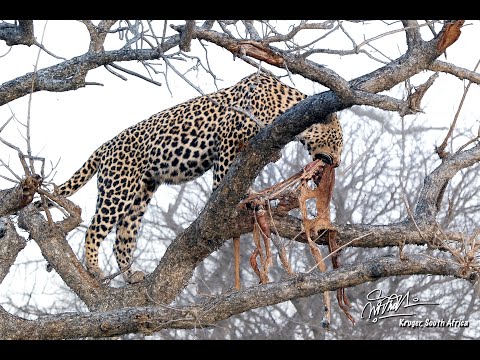 Balule Game Reserve, South Africa