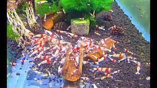 Caridina sp. Pure Red Line S-SS grade Hinomaru