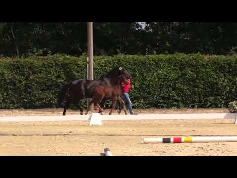 Hengstfohlen 2018 von Belissimo M x Sandro Hit