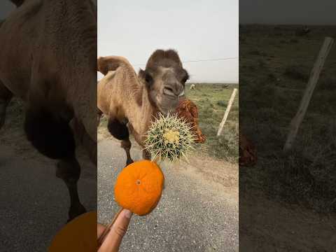 كيف يأكل الجمل الأشواك دون أن ينزف؟