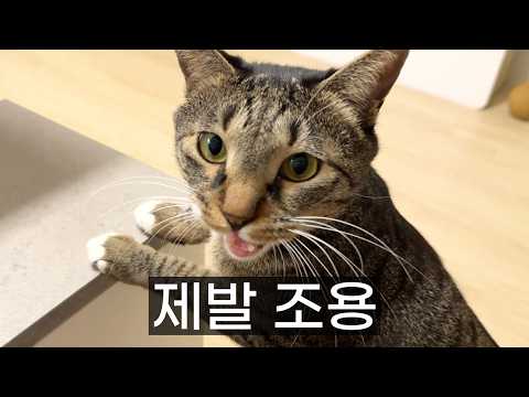 아마도 제일 말 많은 고양이...
