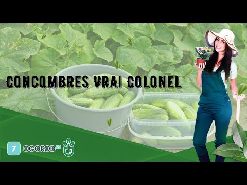 , title : 'Concombres Vrai Colonel'