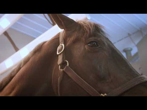 Lifelong Friends | Performance Equine