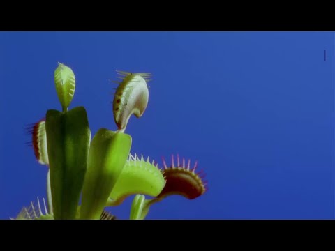 Beliebte Pflanzenart vom Aussterben bedroht