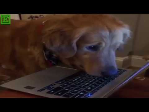 Rahim Pardesi And Nasreen DOG Enjoyed Funny YouTube Videos