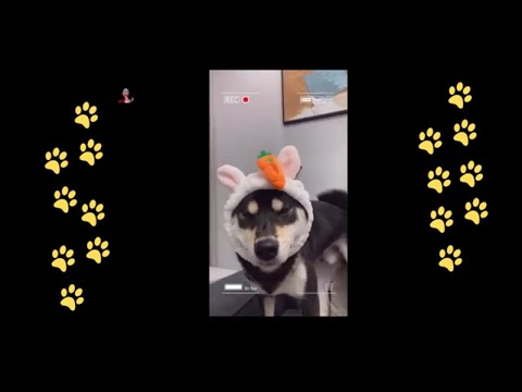 funny 🐶 dogs reactions part 31 No Languages only funny voices |Sabeera smc funny videos 2023
