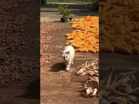 This Cat Thinks He's the Farm's Head of Security 😹🚨 #FarmCat #SecurityGuardCat #FunnyAnimals #shorts