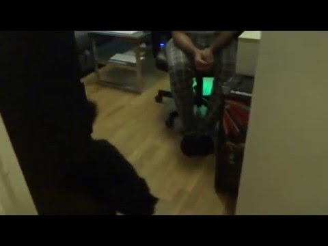 Neighbour's Black cat at Aruna & Hari Sharma Uppsala Home Frödingsgatan 12, Dec 23, 2015