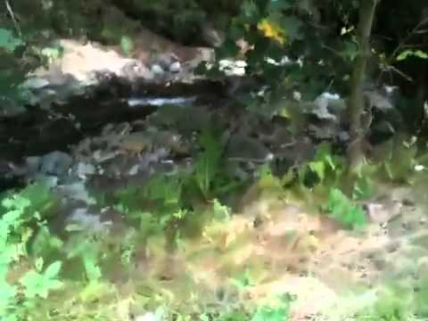 Paltin, Boita, Sibiu