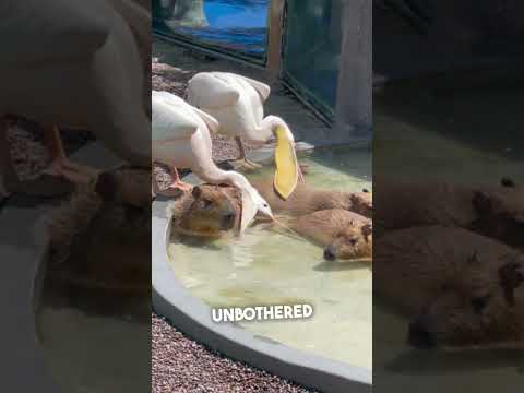 He Tries to Eat a Sleeping Capybara 😂