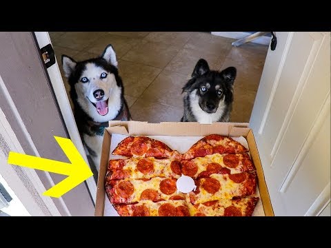 My Huskies Order Pizza Without Me!