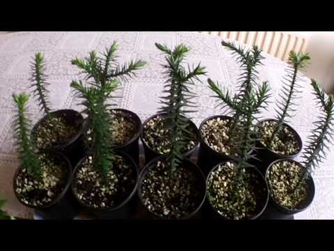 My Monkey Puzzle Tree seedlings UPDATE