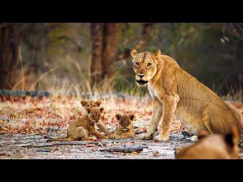 A Lioness Mom Confronts a Trespasser to Protect Her Cubs