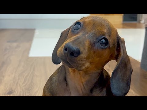 YouTube 썸네일