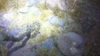 preview picture of video 'Mojave Rattlesnake Release, Apache Junction, Arizona'