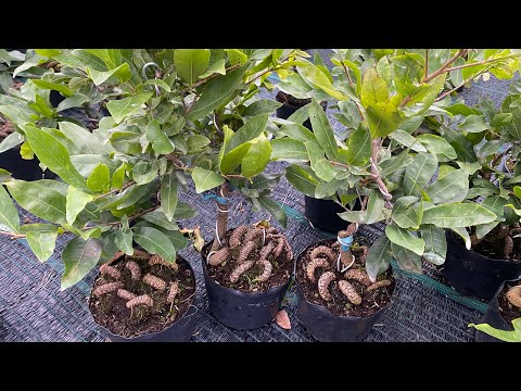 0799.680.009-mai giống gia rẻ cây chuẩn đẹp hàng đang sưu tầm