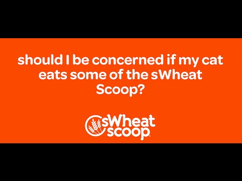 should I be concerned if my cat eats some of the sWheat Scoop?