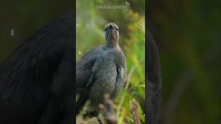 Download lagu Suara burung Lyrebird atau burung kecapi‼️ mp3