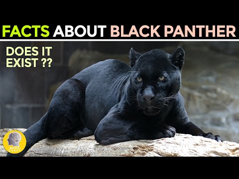 FACTS ABOUT THE BLACK PANTHER