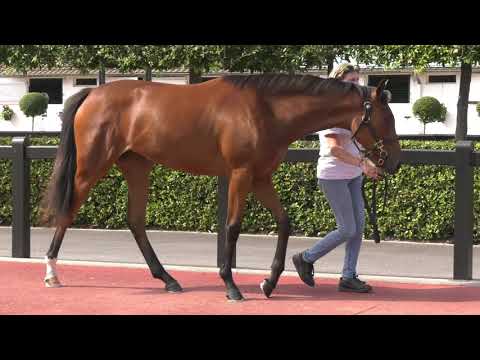 2021 August Yearling Sale - Lot 67 f. AUSTRALIA x NOBILIS