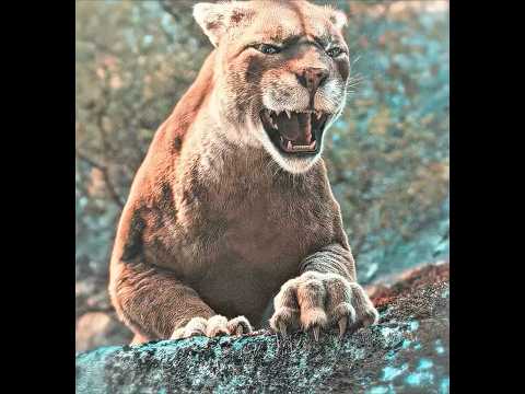 قطعت 400 ميل لتعود إليه … #shorts