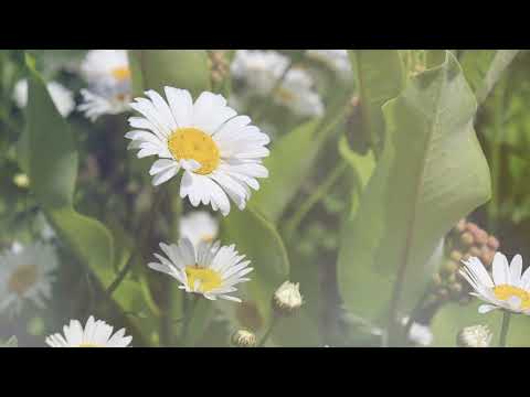 EspiDev - Alycia's Daisy [LMRC2022]