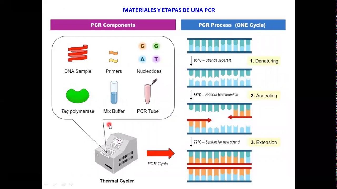 Clase PCR parte I
