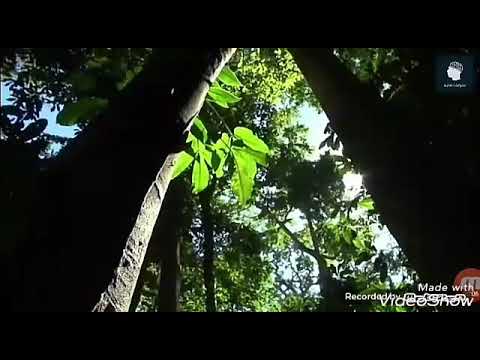 غابة الامازون