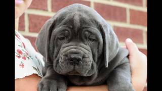 Video preview image #1 Cane Corso Puppy For Sale in LANCASTER, PA, USA