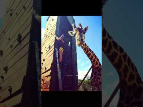 CCUSA 2018 - application video by Chris Hern