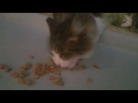 Me petting my kitties 😺🐈