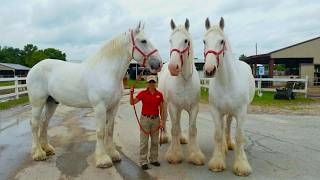 Strongest and Biggest Horse Breeds in the World
