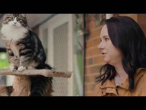 Meet A Supreme SIBERIAN CAT | Ekka Paws & Claws w/ Mel Buttle