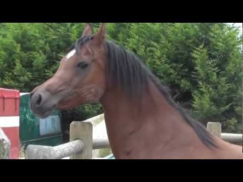 Mayana - dam of Brazilian Nat.ch.  HDB Sihr Ibn Masai