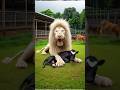 Black cow vs white lion fight for baby #cow #lion #animals #babyanimal #feelings #motherslove - ALPHA CLUB Black cow vs white lion fight for baby #cow #lion #animals #babyanimal #feelings #motherslove