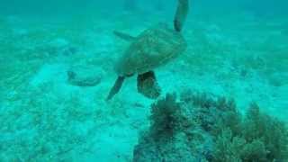 preview picture of video 'Sea Turtle at Balicasag Island, Bohol, Philippines'