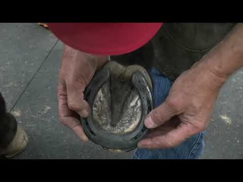 Final Shoe Fit and Hoof Prep