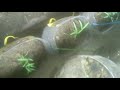 Belajar Bioponik