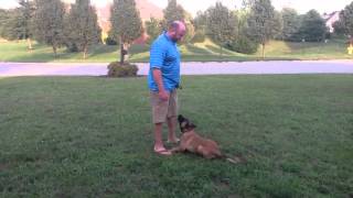Pak Masters Dog Training Puppy Bark And Hold