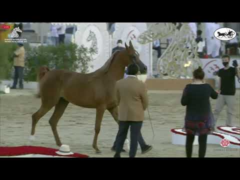 N 68 MUHRA AL REMAS   Sharjah International Arabian Horse Festival 2021   Fillies 2 Years Old Class