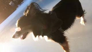 Cute Border Corgi Dog Slides And Slips On Ice